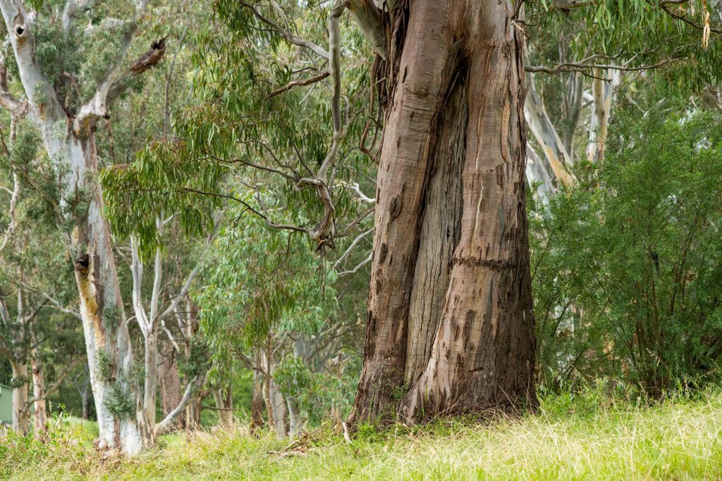 Buchan Caves Reserve