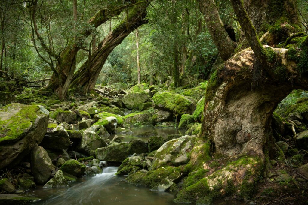 Buchan Caves Reserve