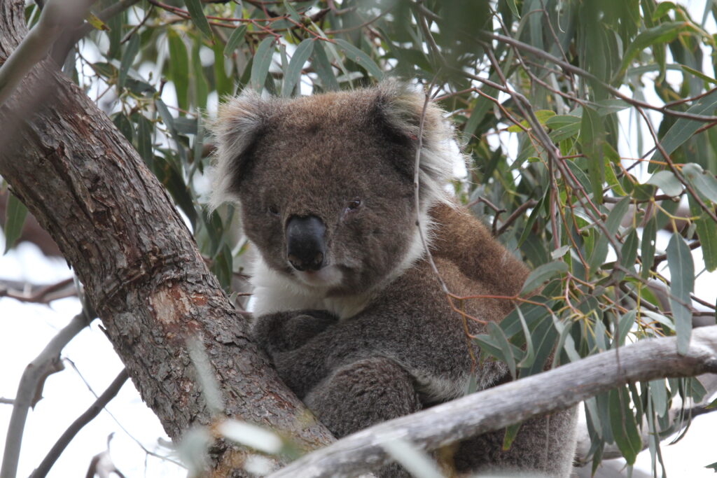 Buchan Caves Reserve