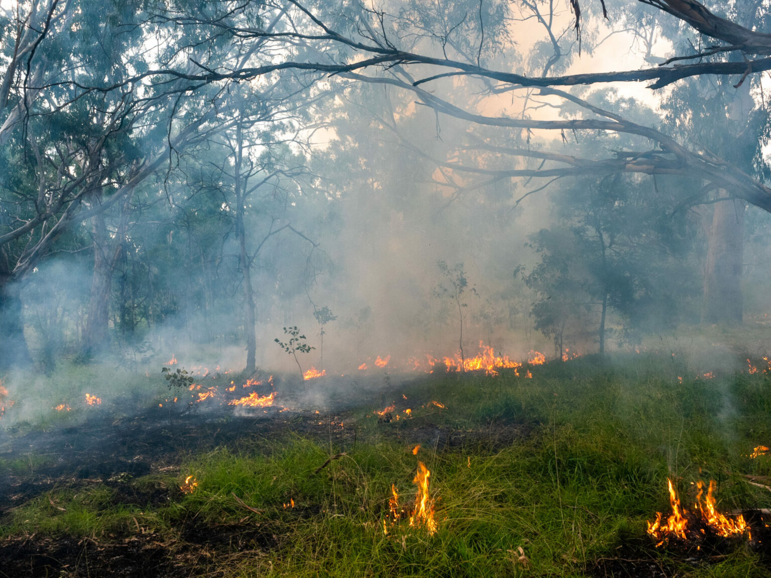 Cultural Fire | Gunaikurnai Land and Waters Aboriginal Corporation