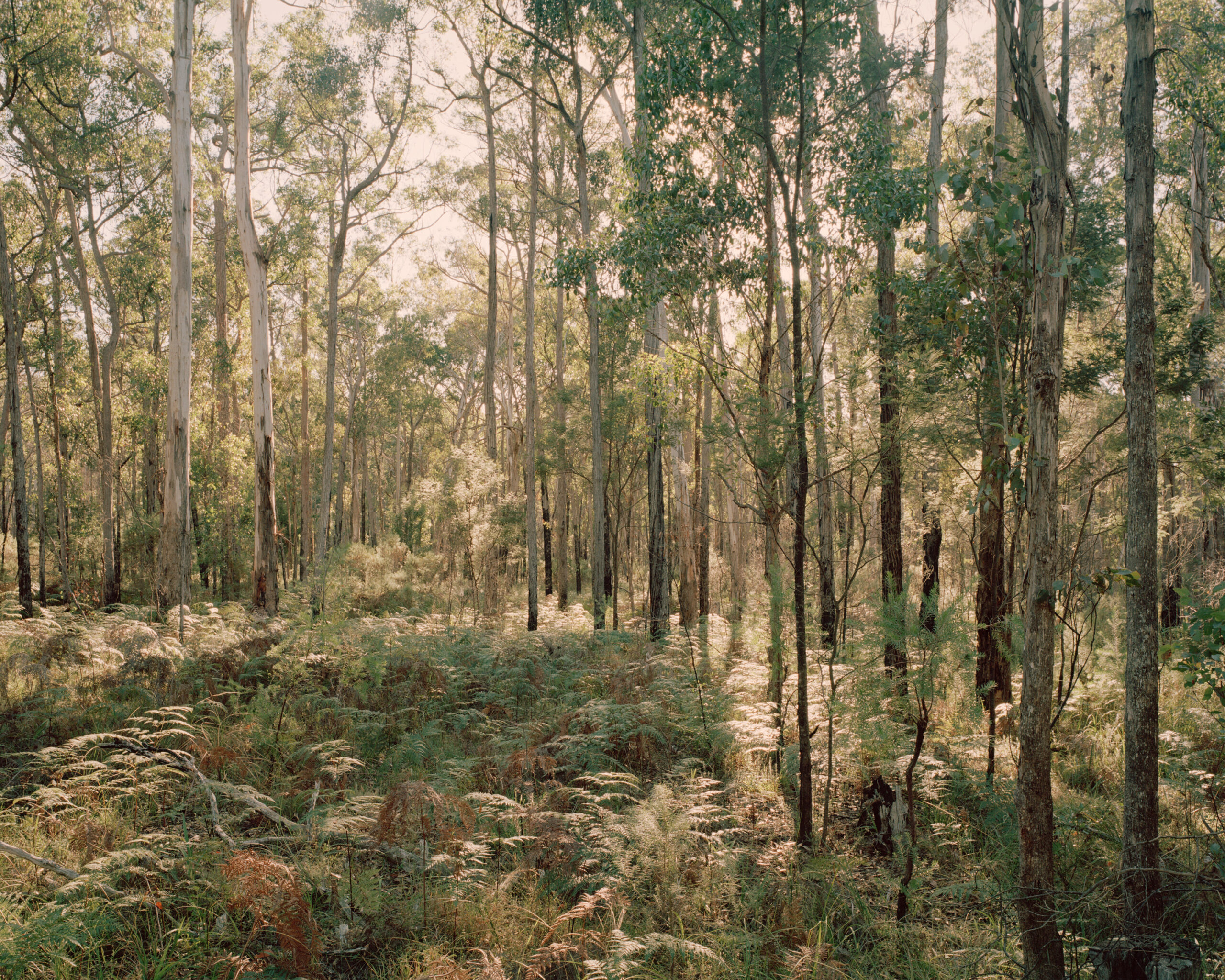 Bushland that surrounds that Wagun Amphitheatre