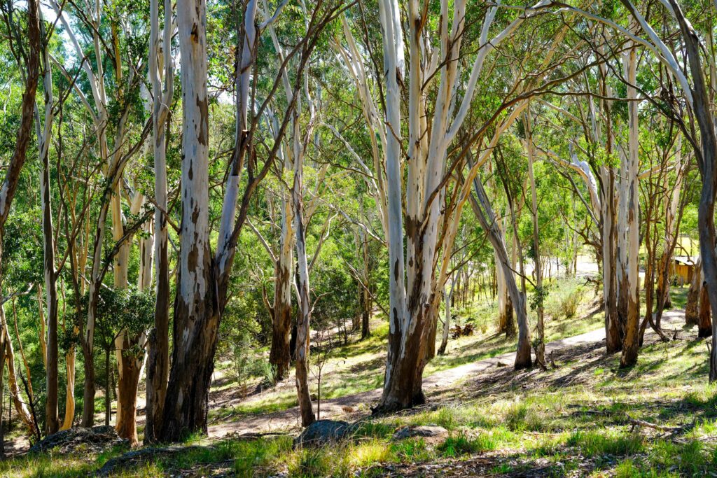 Landscape of Redgum trees at the Knob Reserve
