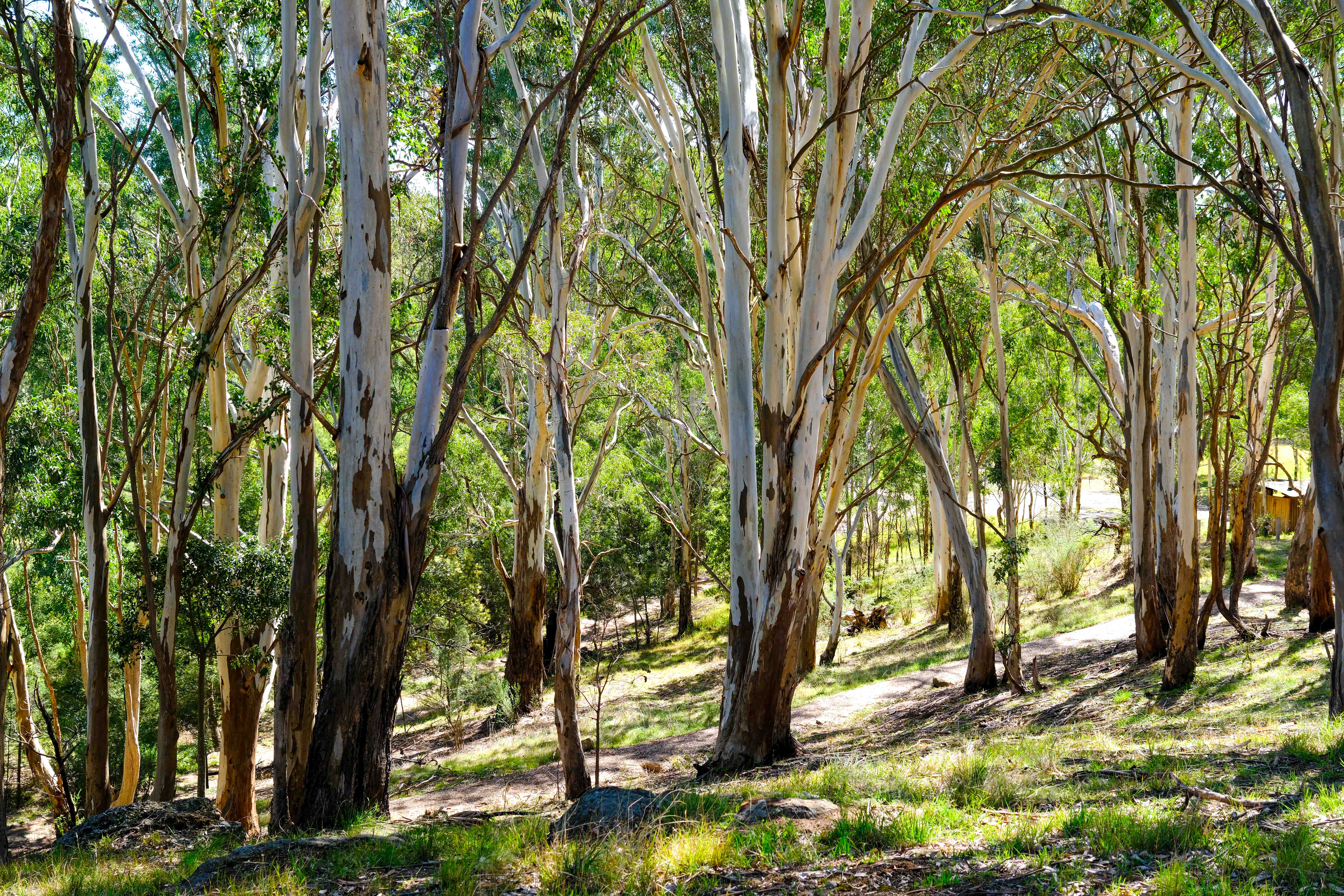 Landscape of Redgum trees at the Knob Reserve
